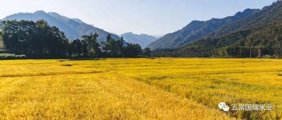 《舌尖上的中國》一餐五常米，魂忘酒肉香